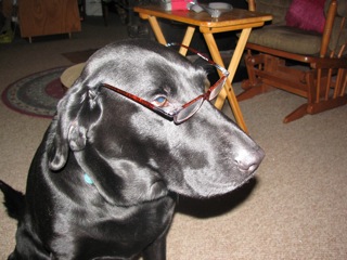 No doubt if a Black Labrador spends too much time on the computer, he experiences some eye strain.